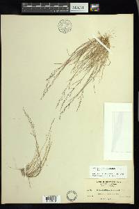 Muhlenbergia microsperma image