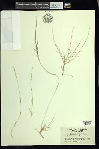 Muhlenbergia curtifolia image