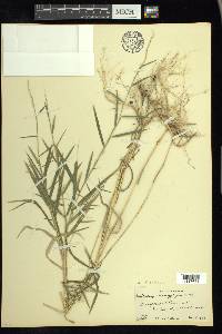 Muhlenbergia frondosa image