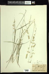 Melica mutica image