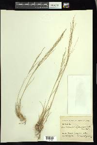 Muhlenbergia arenicola image