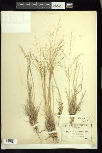 Muhlenbergia arenicola image