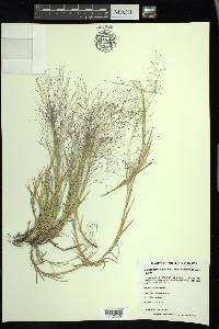 Muhlenbergia asperifolia image