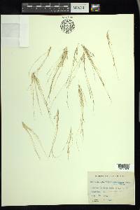 Muhlenbergia filiformis image