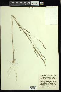 Muhlenbergia mexicana image