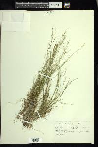 Panicum flexile image