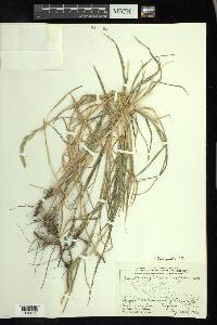 Muhlenbergia racemosa image