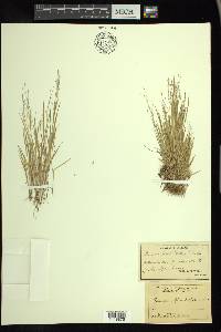 Panicum flexile image