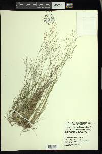 Panicum flexile image