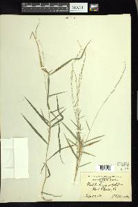 Muhlenbergia sobolifera image