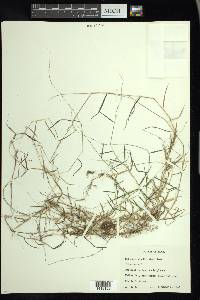 Muhlenbergia schreberi image