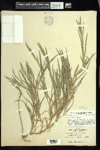 Muhlenbergia sylvatica image