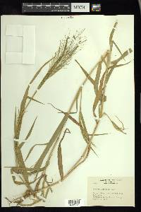 Panicum gattingeri image