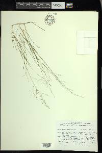 Muhlenbergia uniflora image