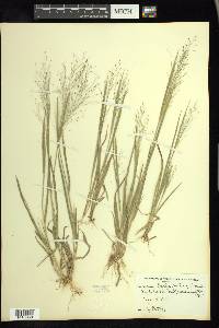 Panicum flexile image