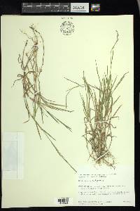 Muhlenbergia schreberi image