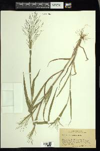 Panicum gattingeri image