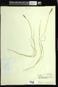 Muhlenbergia wrightii image