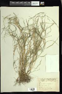 Muhlenbergia schreberi image