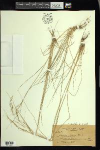 Nassella mucronata image