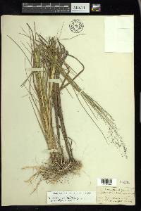 Muhlenbergia utilis image