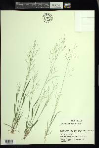 Panicum flexile image