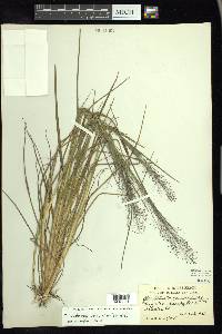 Muhlenbergia utilis image
