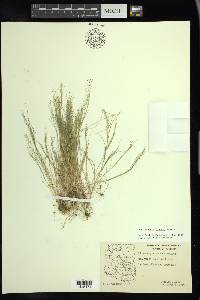 Muhlenbergia sinuosa image