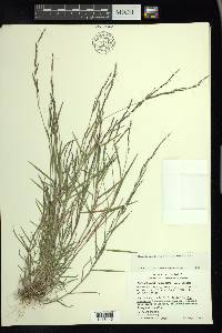 Muhlenbergia schreberi image