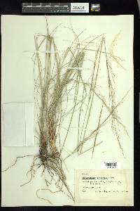 Muhlenbergia setifolia image