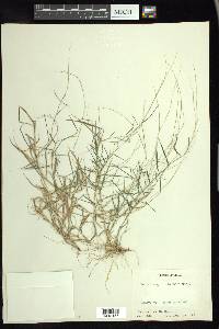 Muhlenbergia schreberi image