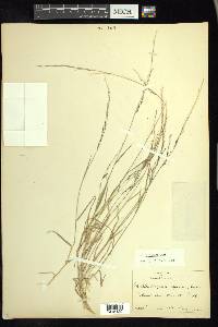 Muhlenbergia schreberi image