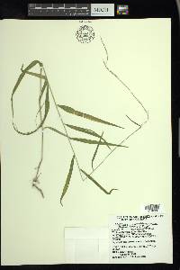 Muhlenbergia tenuiflora image