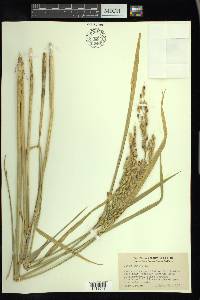 Oryza sativa image