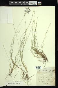 Muhlenbergia richardsonis image