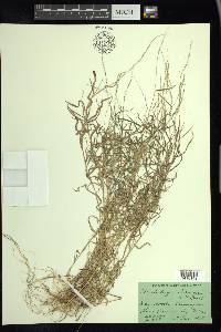 Muhlenbergia schreberi image