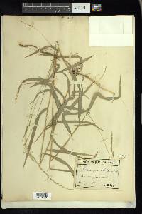 Muhlenbergia sobolifera image