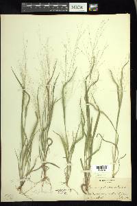 Panicum flexile image