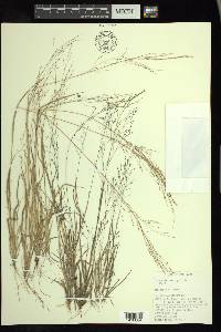 Panicum flexile image