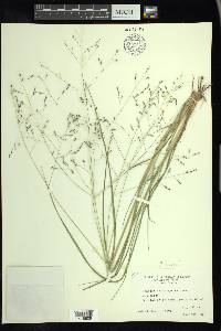 Panicum bergii image