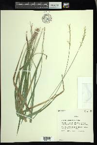 Oryzopsis asperifolia image