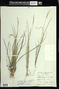 Oryzopsis asperifolia image