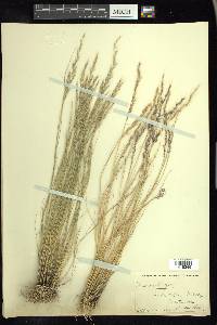 Muhlenbergia wrightii image