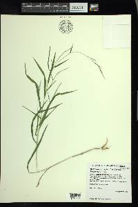 Muhlenbergia sylvatica image