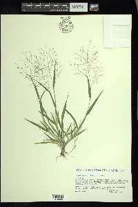 Panicum gattingeri image