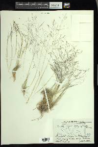 Muhlenbergia torreyi image