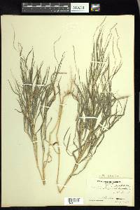 Muhlenbergia sylvatica image