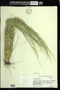 Nassella tenuissima image