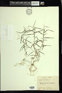 Muhlenbergia schreberi image