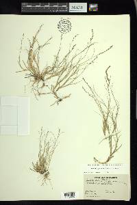 Muhlenbergia richardsonis image